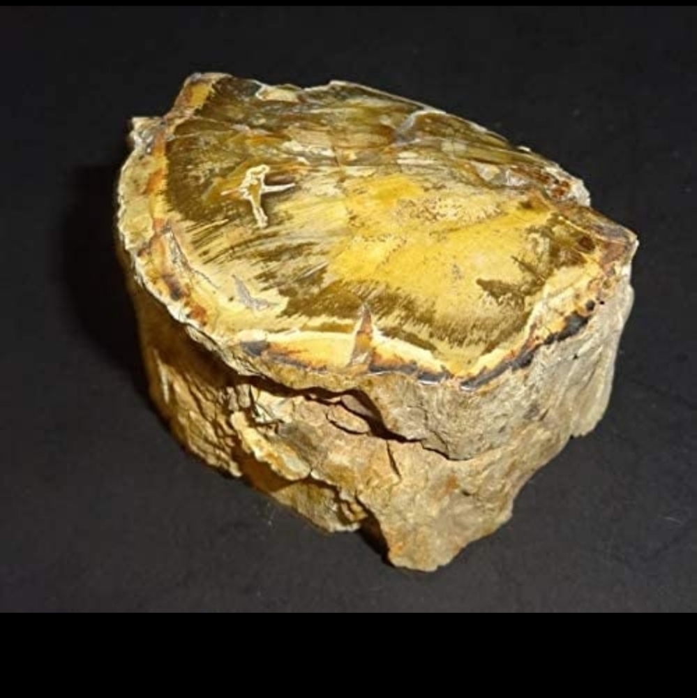 Petrified Fossilized Chunk Of Wood With Resin Fro… - image 4